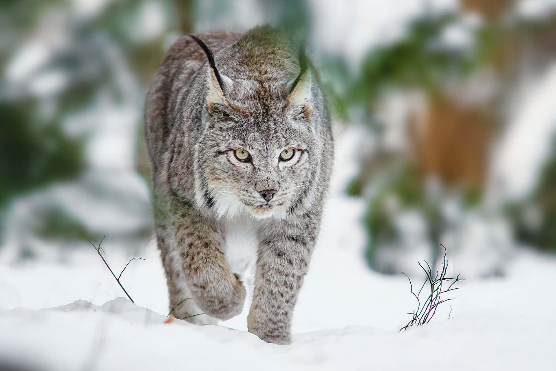 Eurasian Lynxin Snow Background