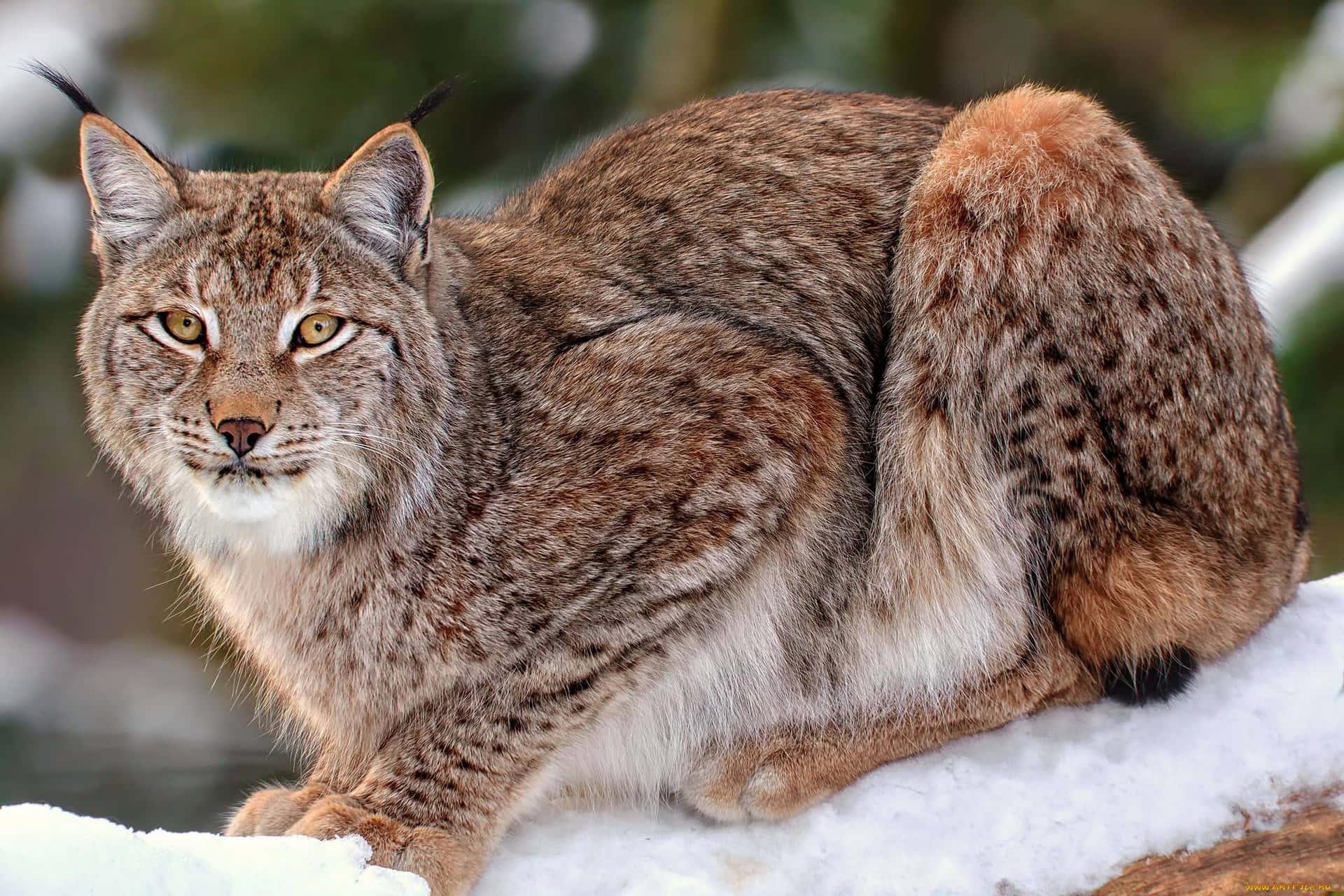 Eurasian Lynxin Snow Background