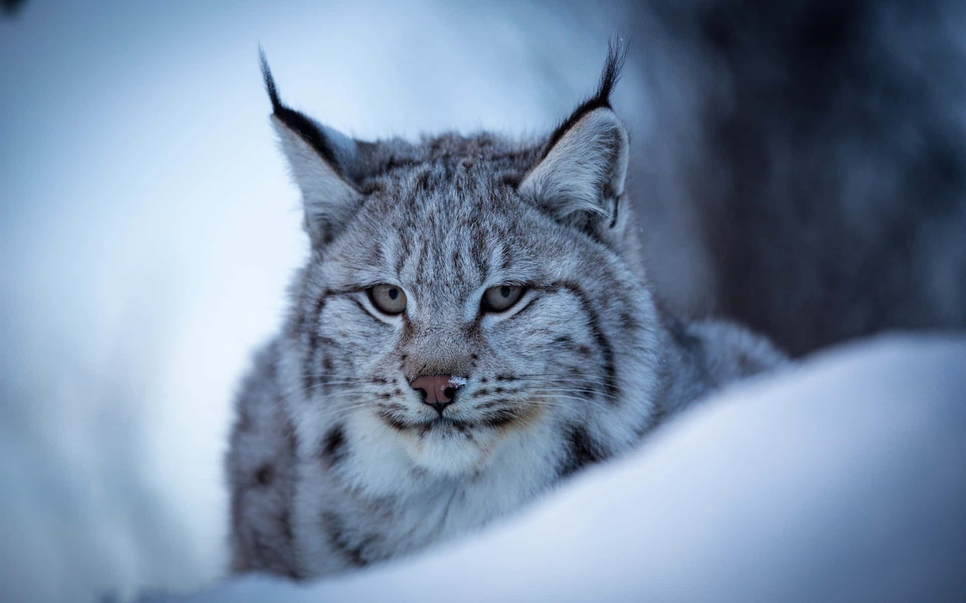 Eurasian Lynxin Snow Background