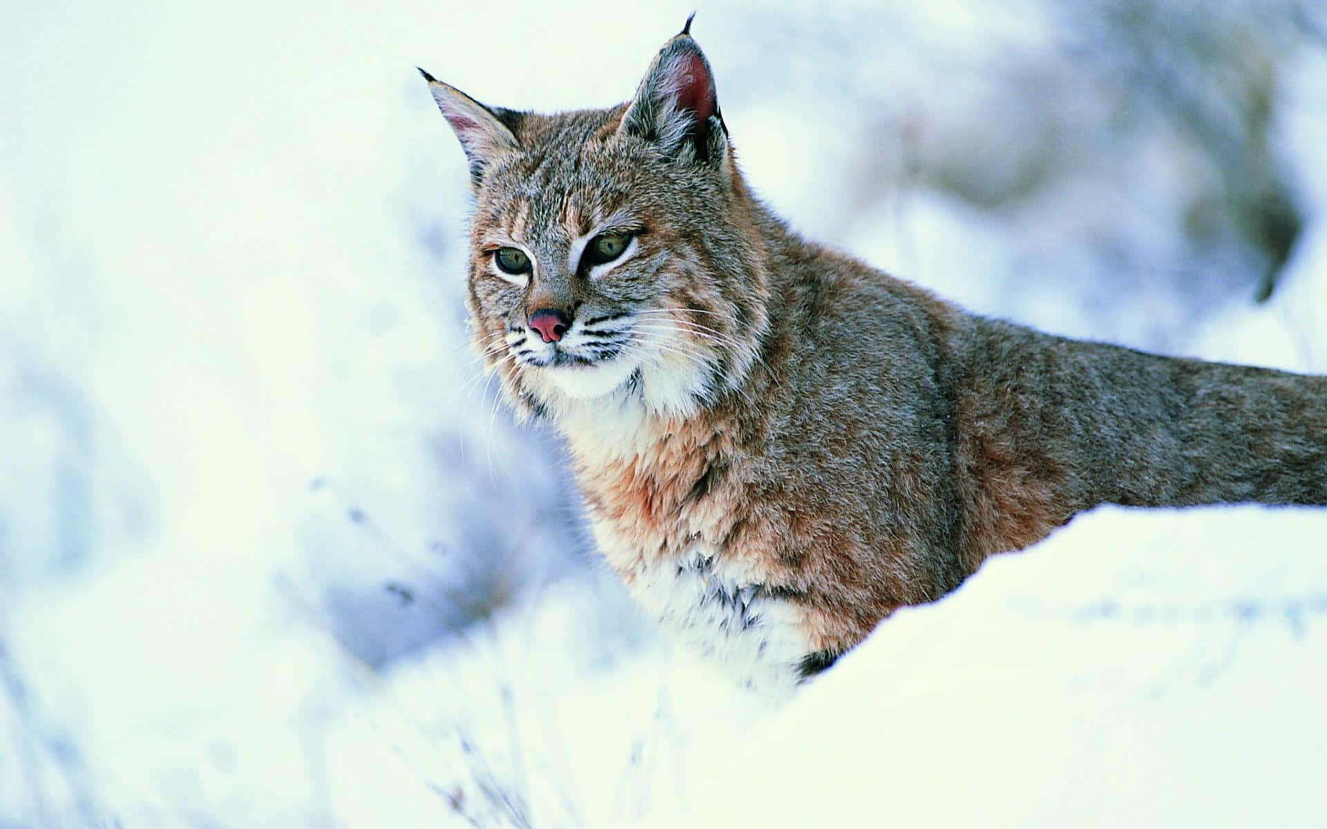 Eurasian Lynxin Snow Background