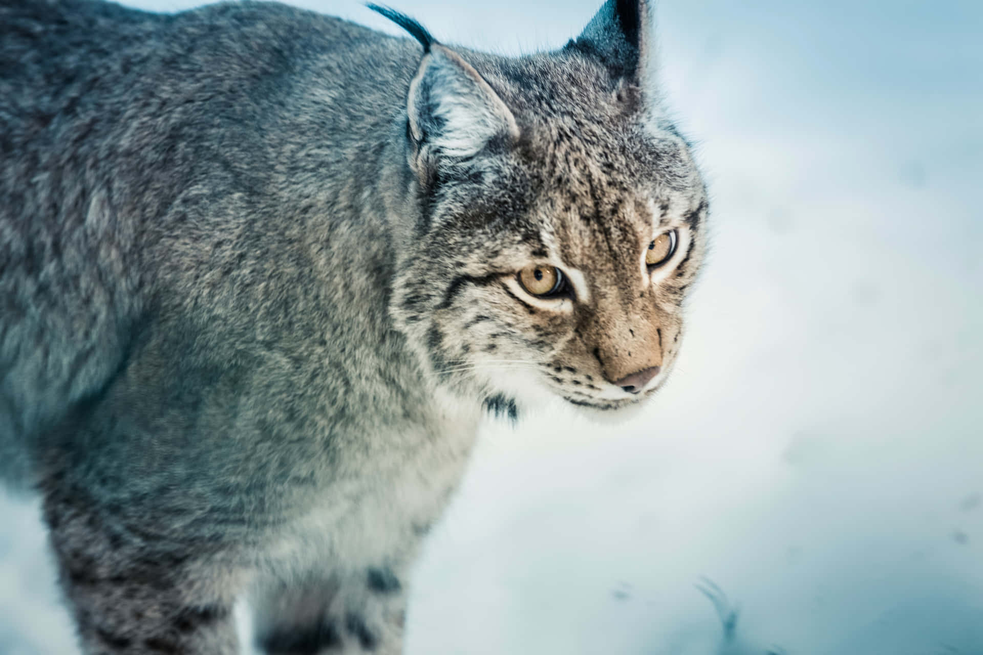 Eurasian Lynxin Snow Background