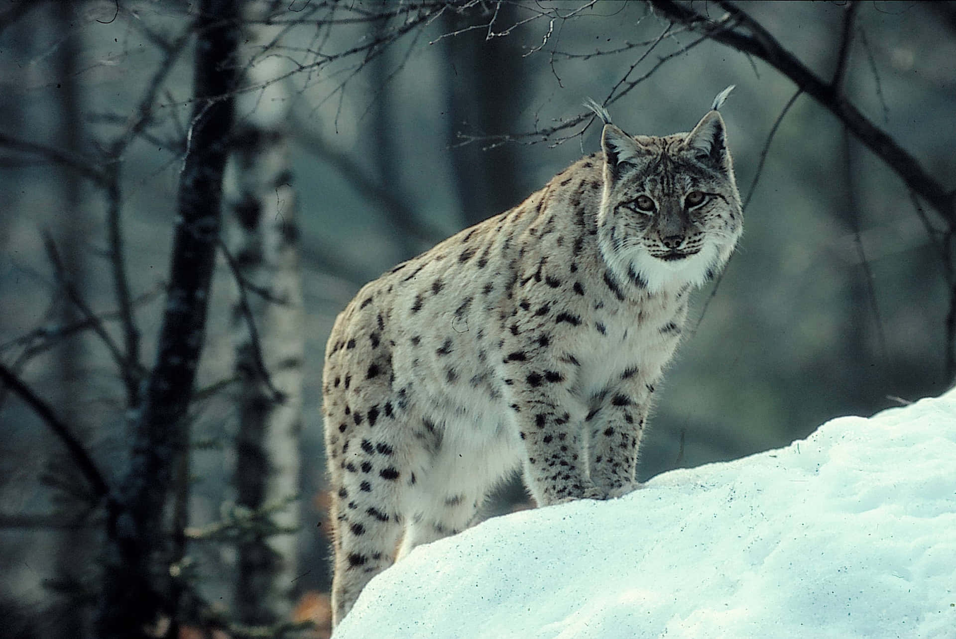 Eurasian Lynxin Snowy Forest Background