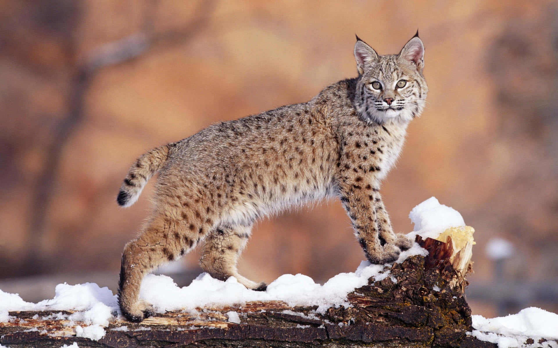 Eurasian Lynxin Winter Landscape Background