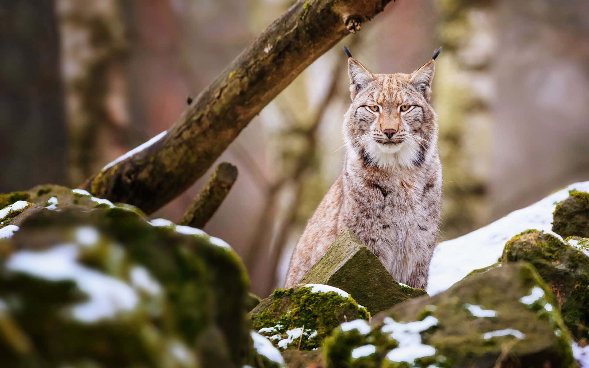 Eurasian Lynxin Woodland Background