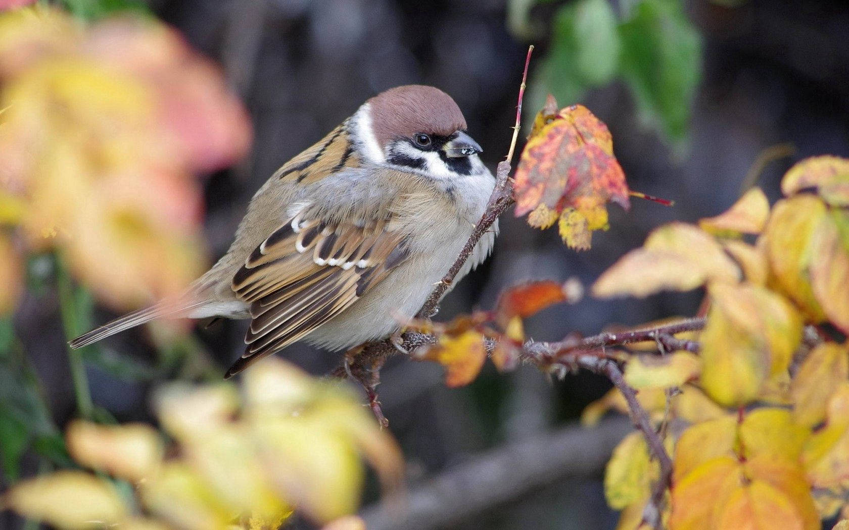 Eurasian Tree Sparrow Birds Of Nature