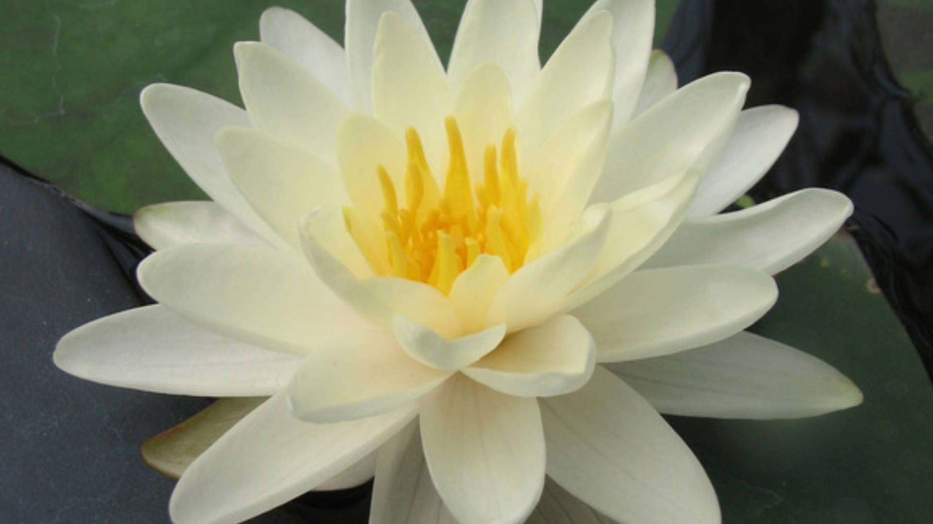 Eurasian Water Lily Background