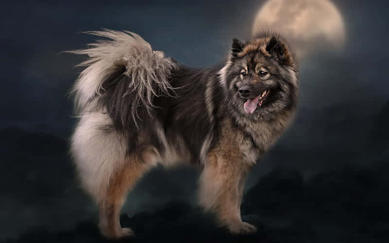 Eurasier Dog Breeds With Moon Background