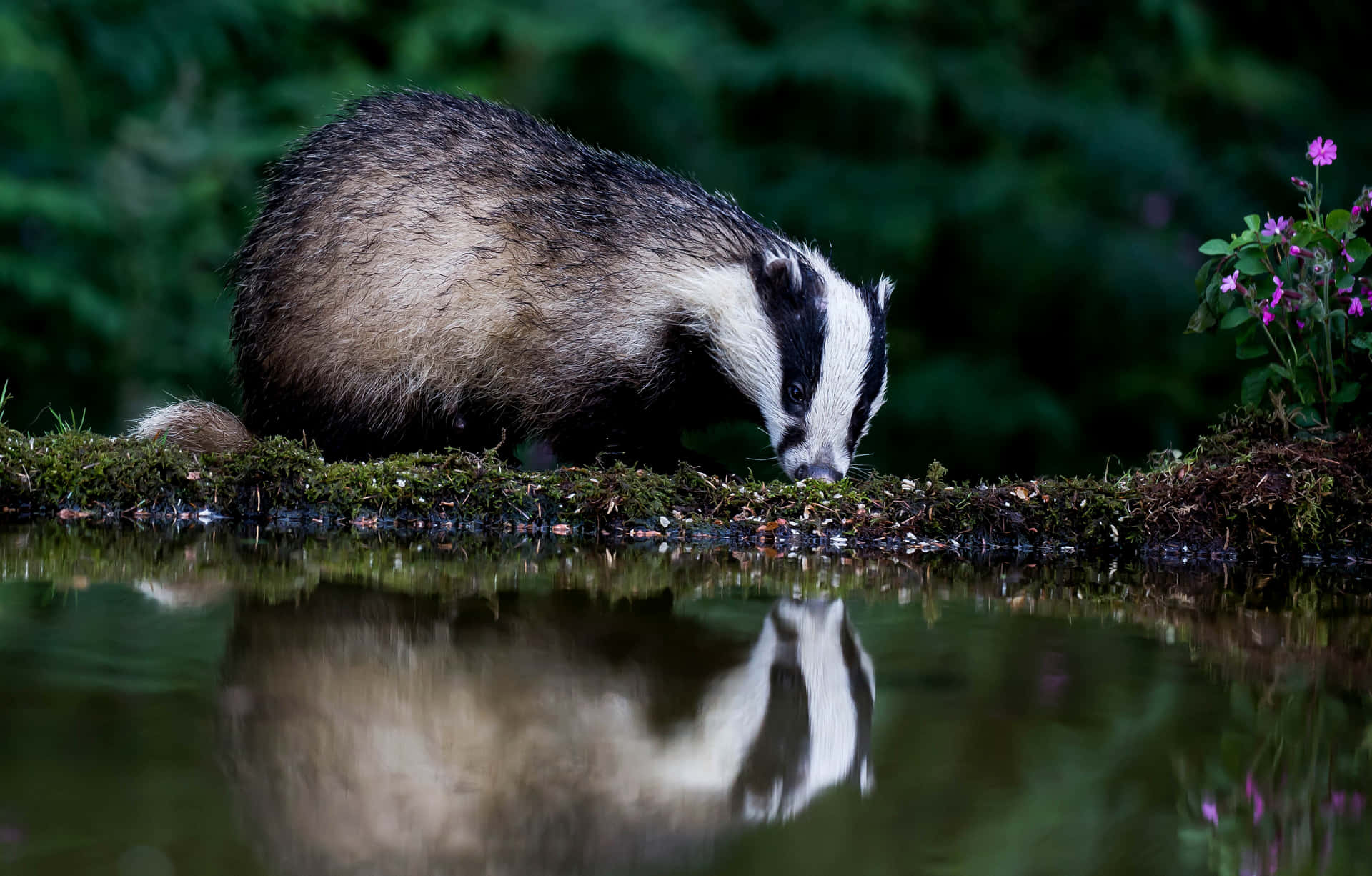 European Badgerby Water Reflection Background