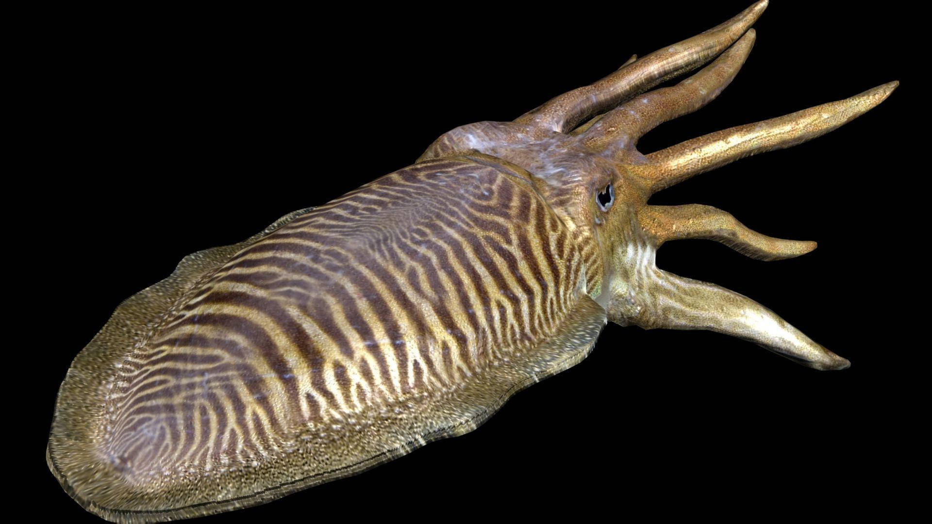 European Common Cuttlefish