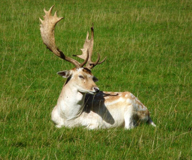 European Fallow Deer Resting Deer Hunting Background
