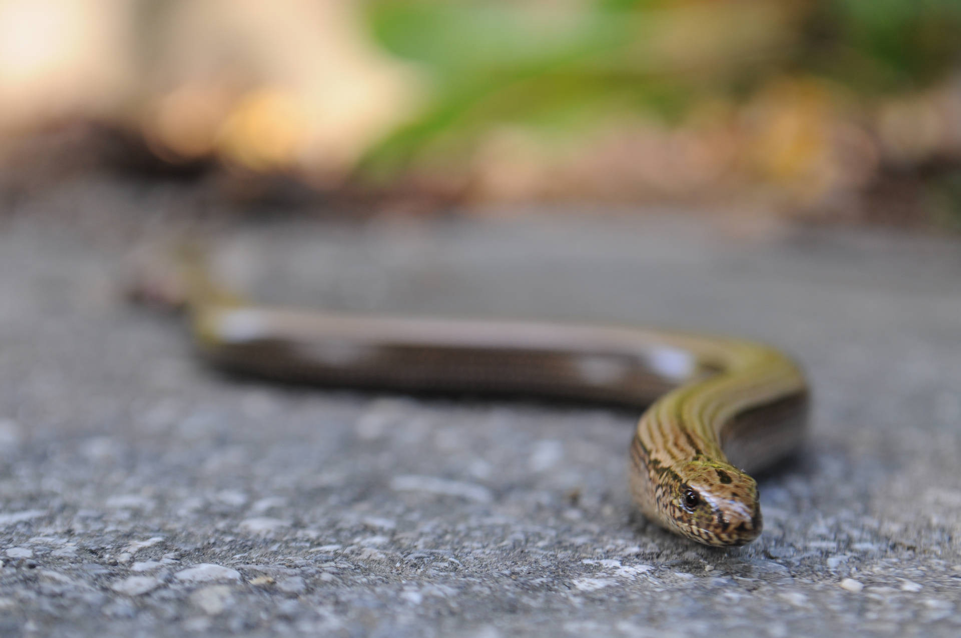 European Glass Lizard Exploring A Cemented Floor