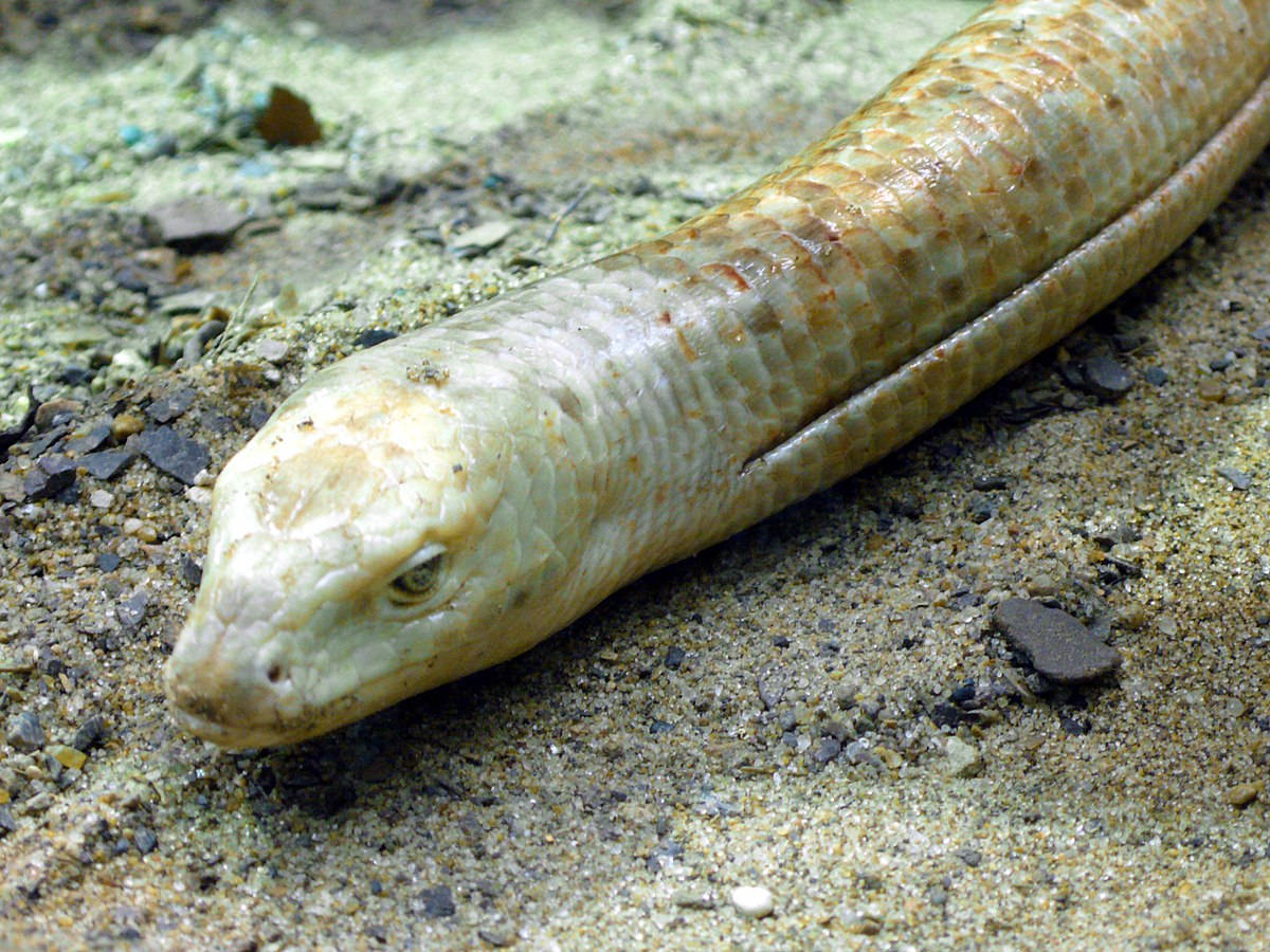 European Glass Lizard Fascinating Head Shot