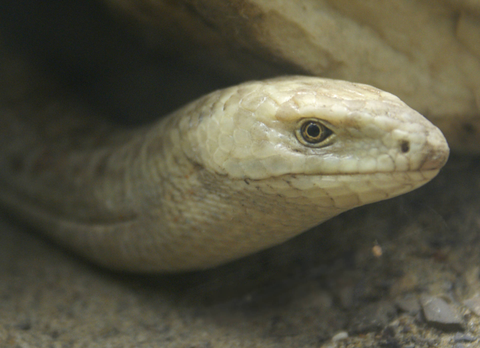 European Glass Lizard Peeks Under A Rock Background