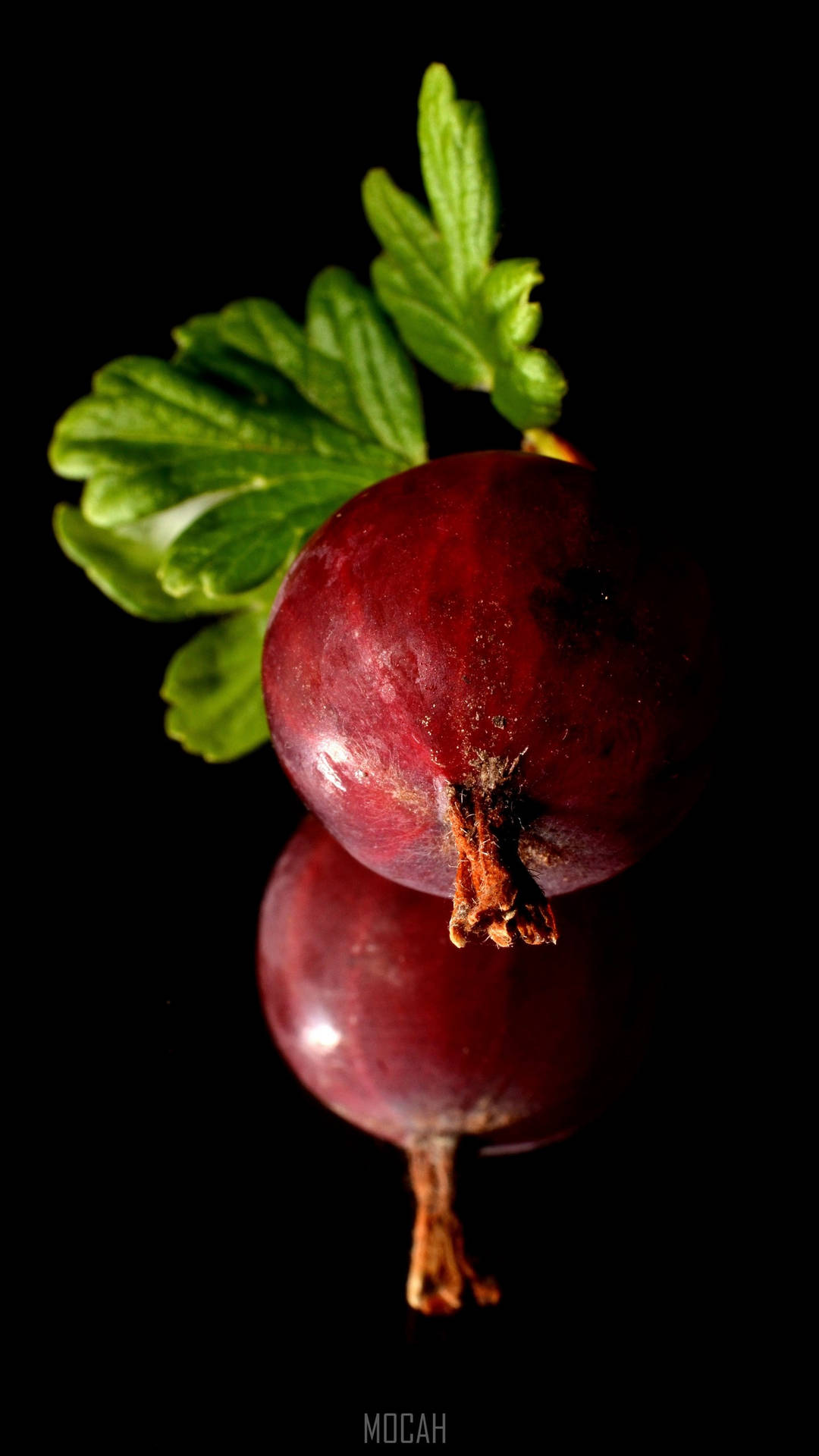 European Gooseberry Micro Shot Background