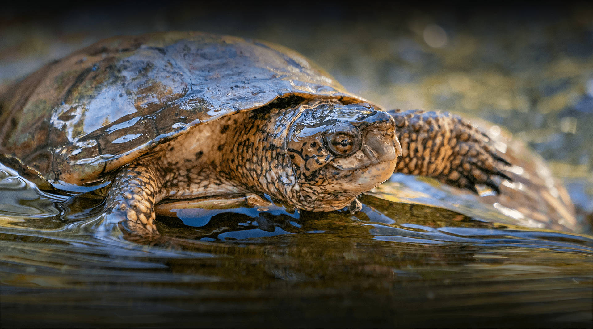 European Pond Water Turtle Photography Background