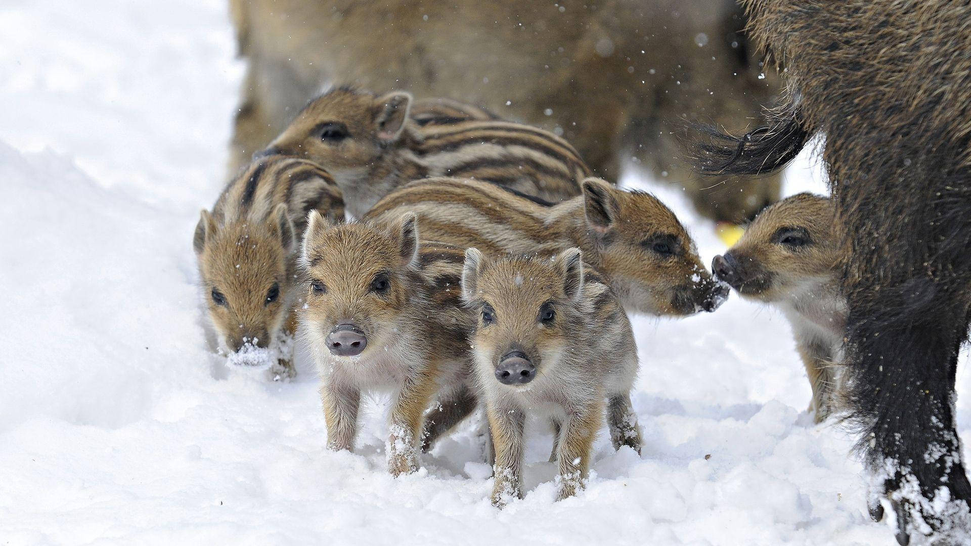 European Wild Boar Piglets Background