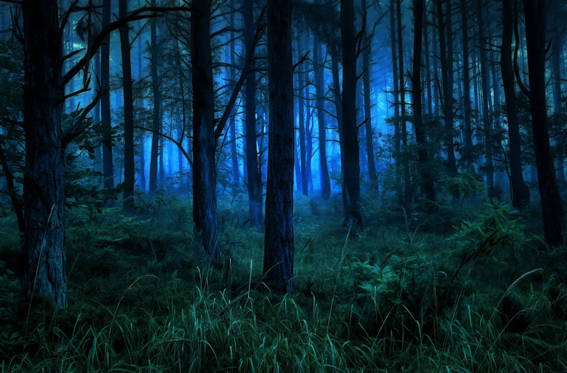 Evening Dark Forest Iphone Background