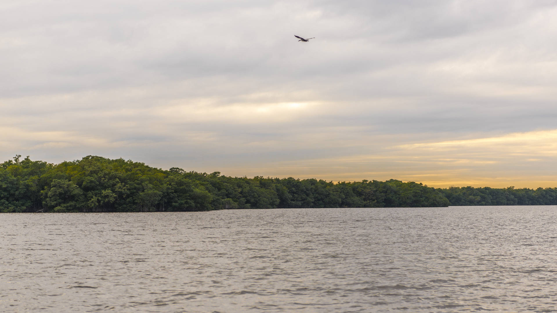 Everglades National Park Lake Background