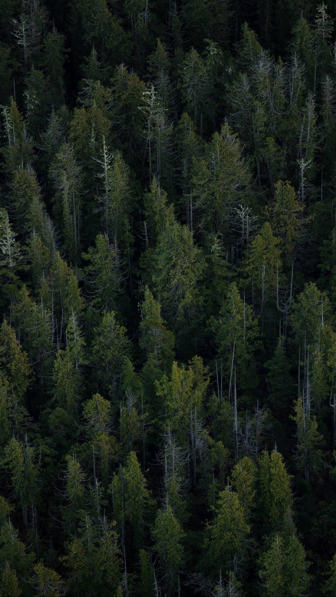 Evergreen Forest Iphone Background