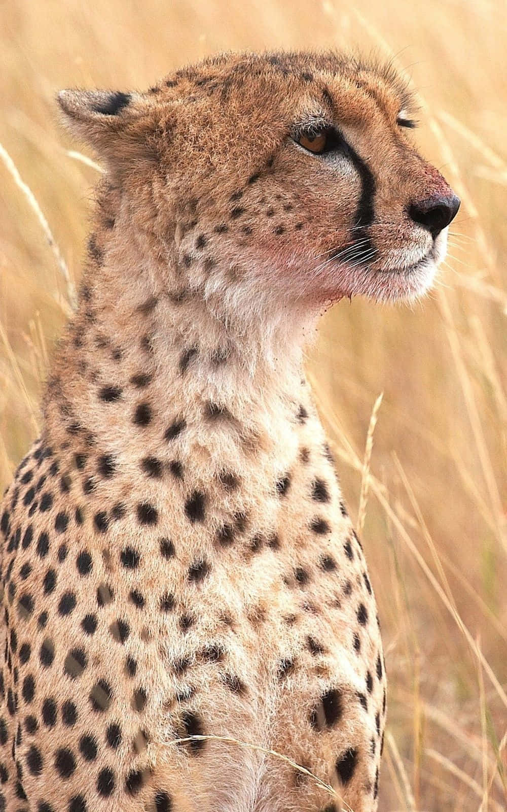 Evoking The Speed Of A Cheetah - The Sleek Iphone Background