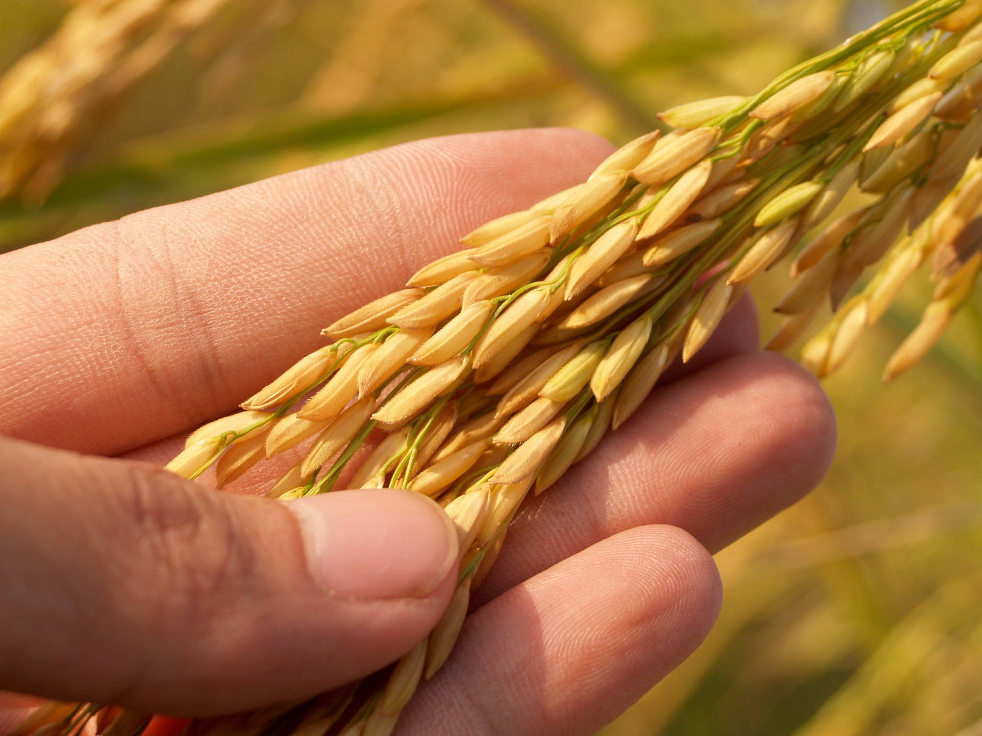 Examining Rice Stalks