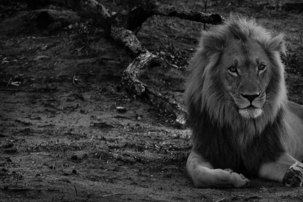 Excellent Black And White Lion Background