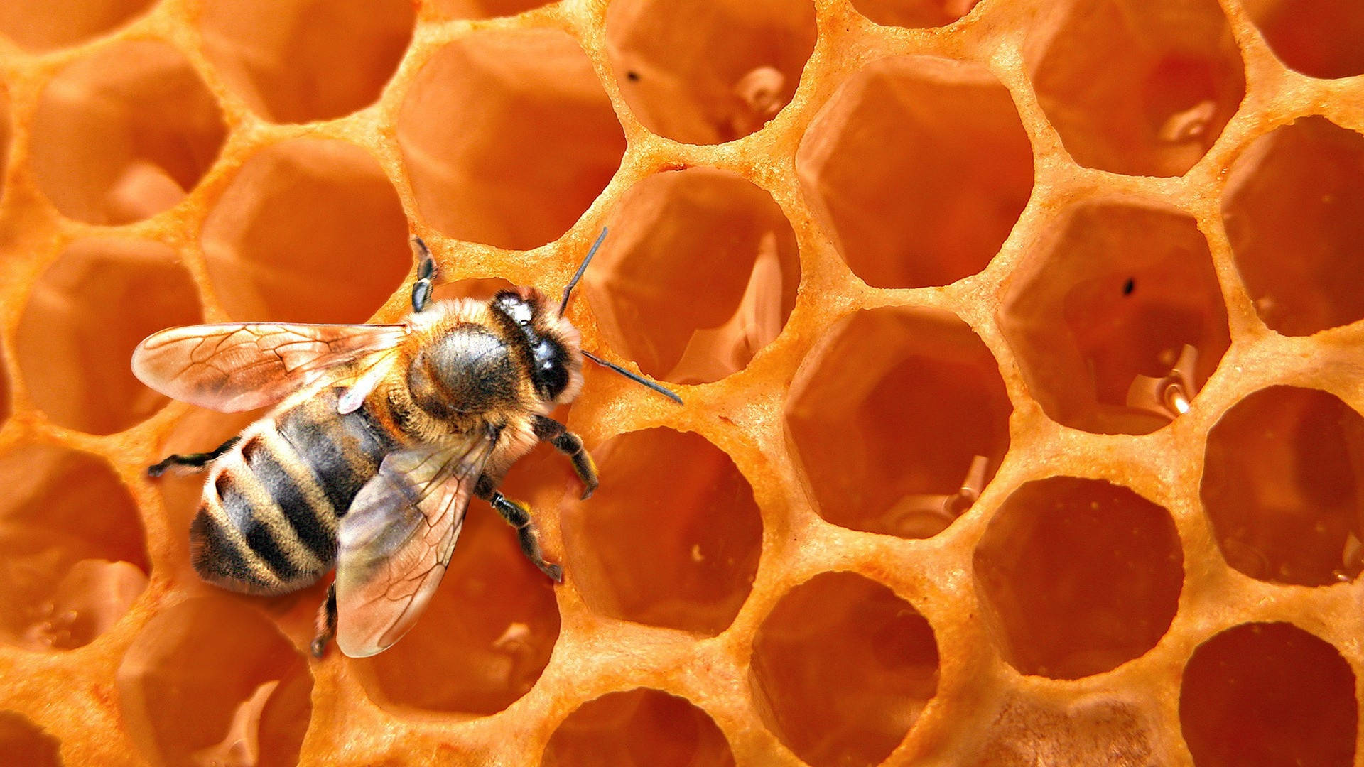 Excellent Macro Photograph Of Honey Bee Background