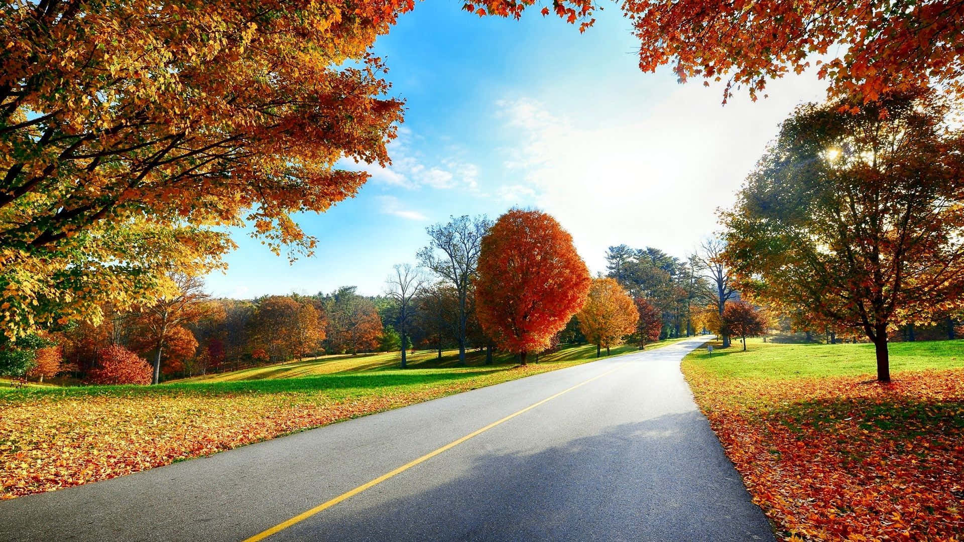 Exceptional Autumn Trees Along A Road Background