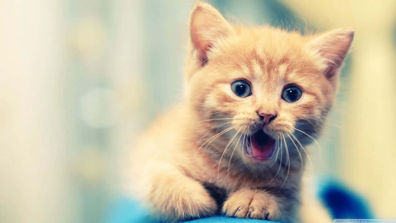 Exceptional Kitten Yawn