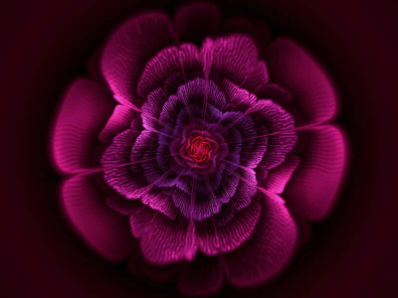 Exceptional Pink Flower Background