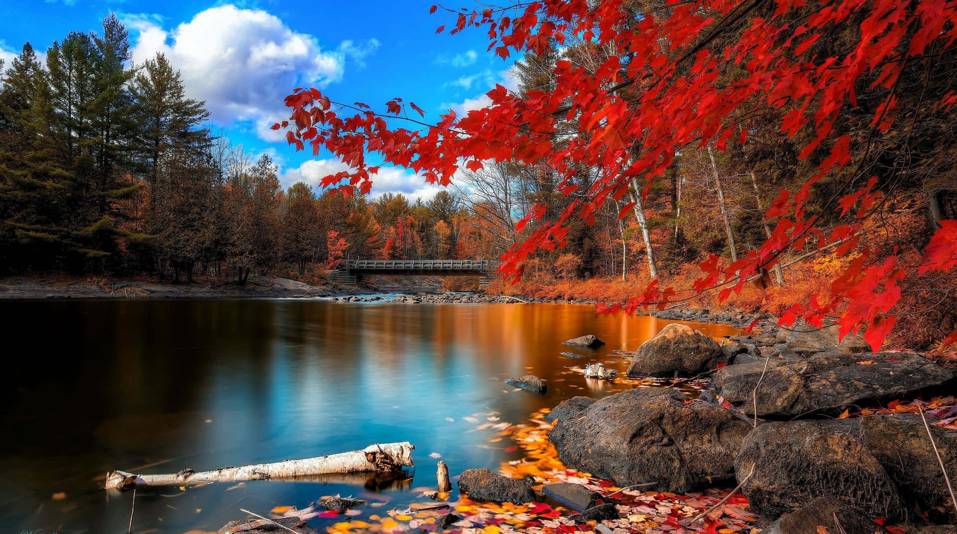 Exceptional Red Trees Background