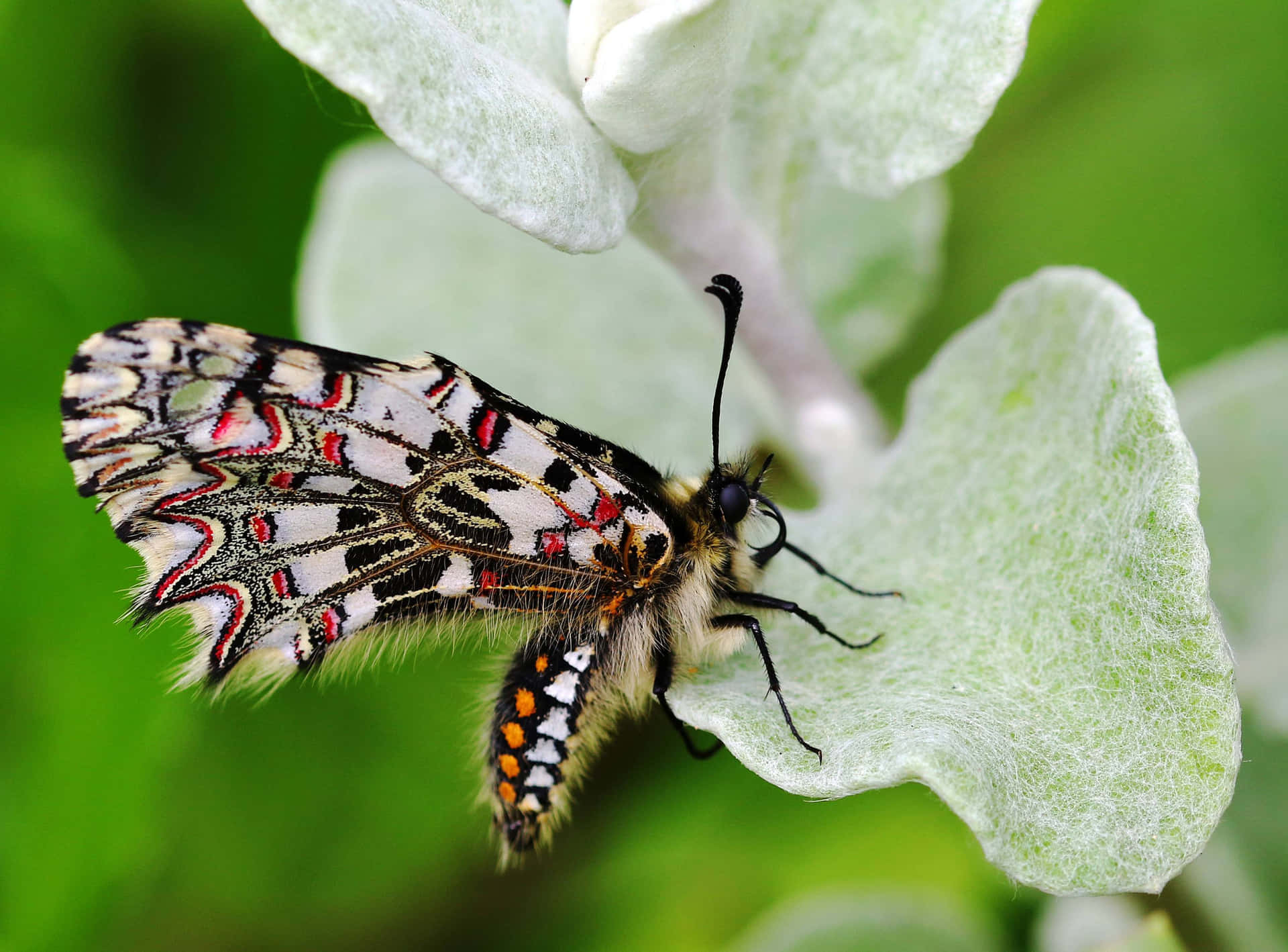 Exceptional Spanish Festoon Butterfly Background