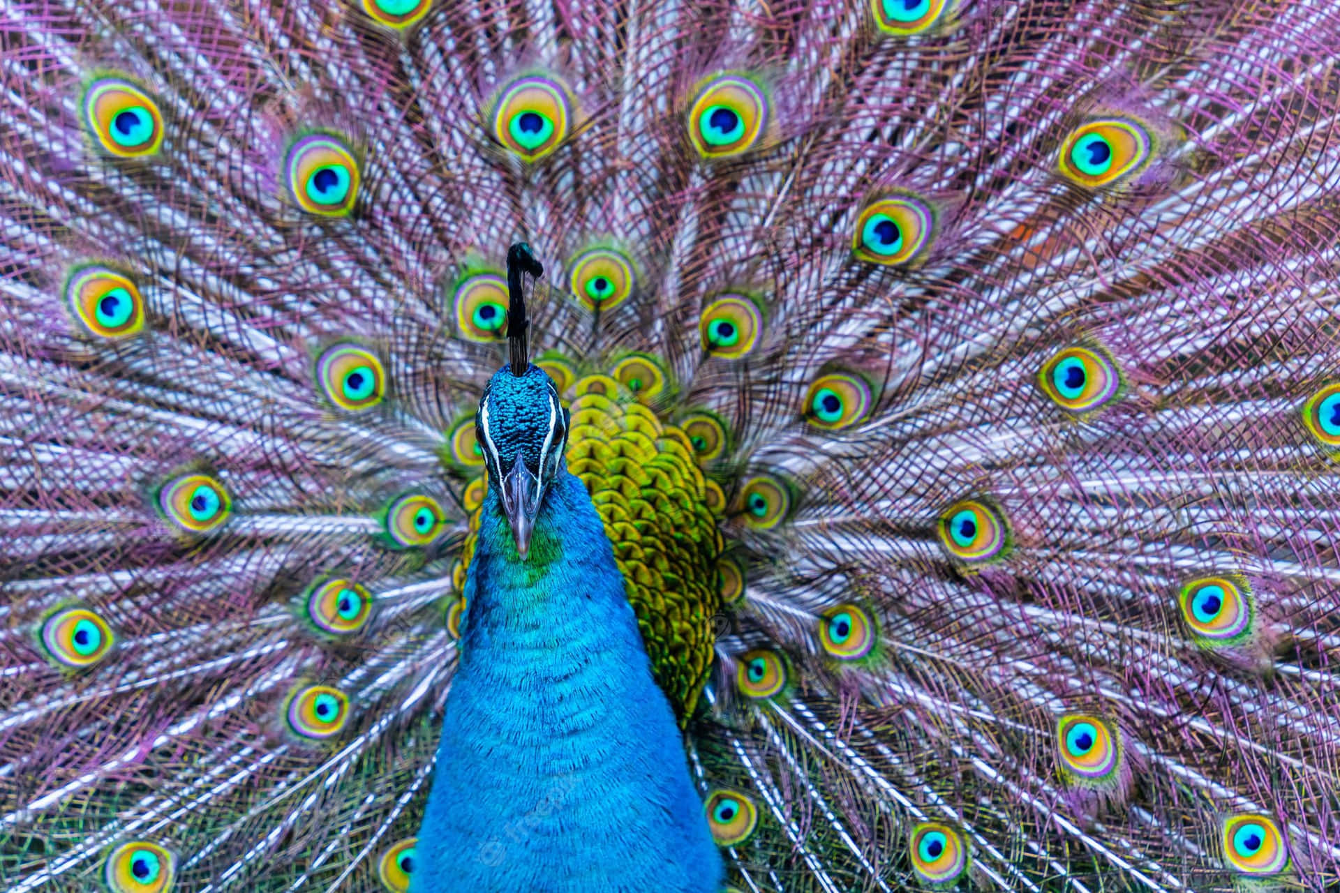 Exemplary Train Of The Peacock Background
