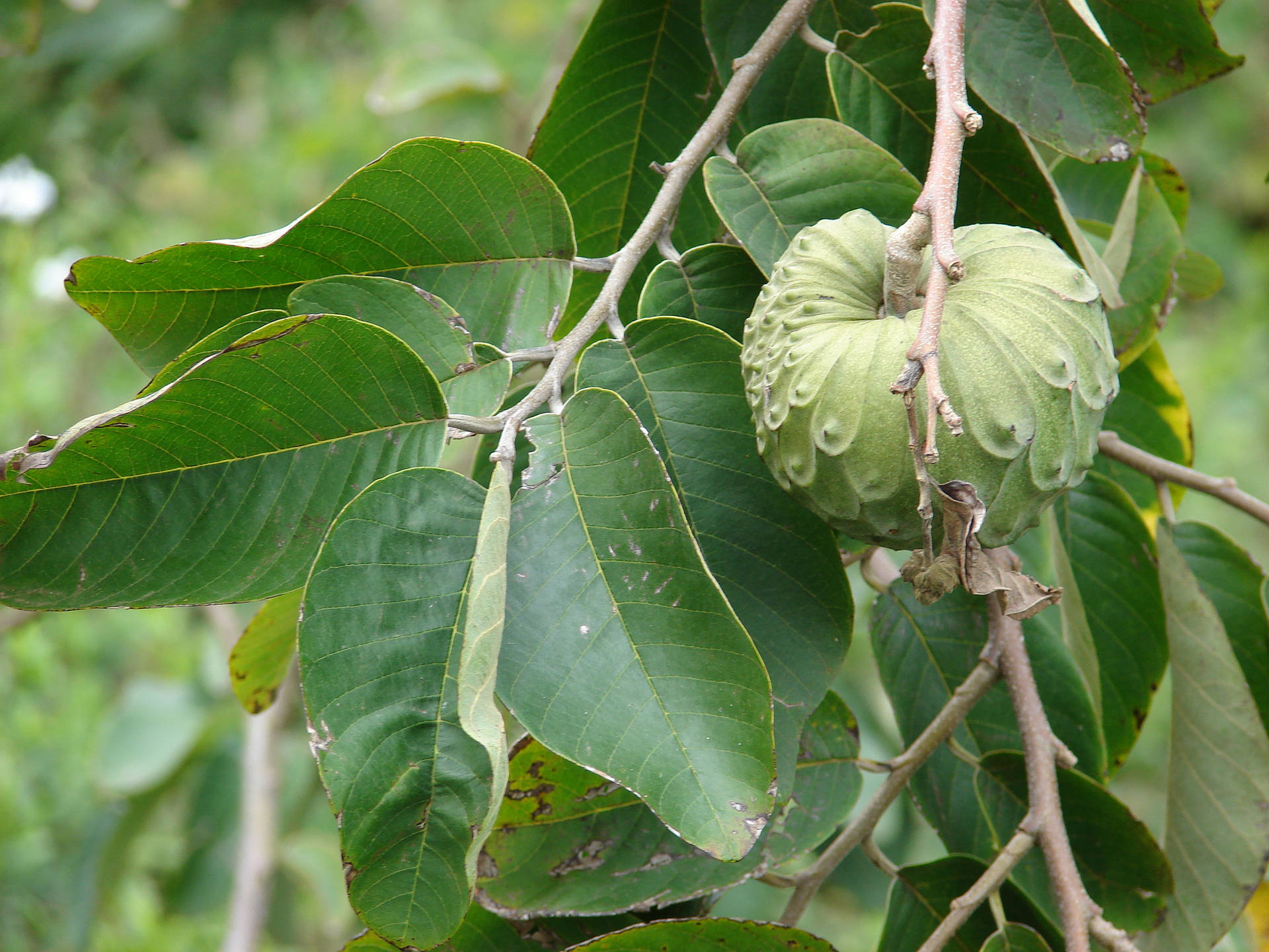 Exotic Annona Cherimoya Fruit