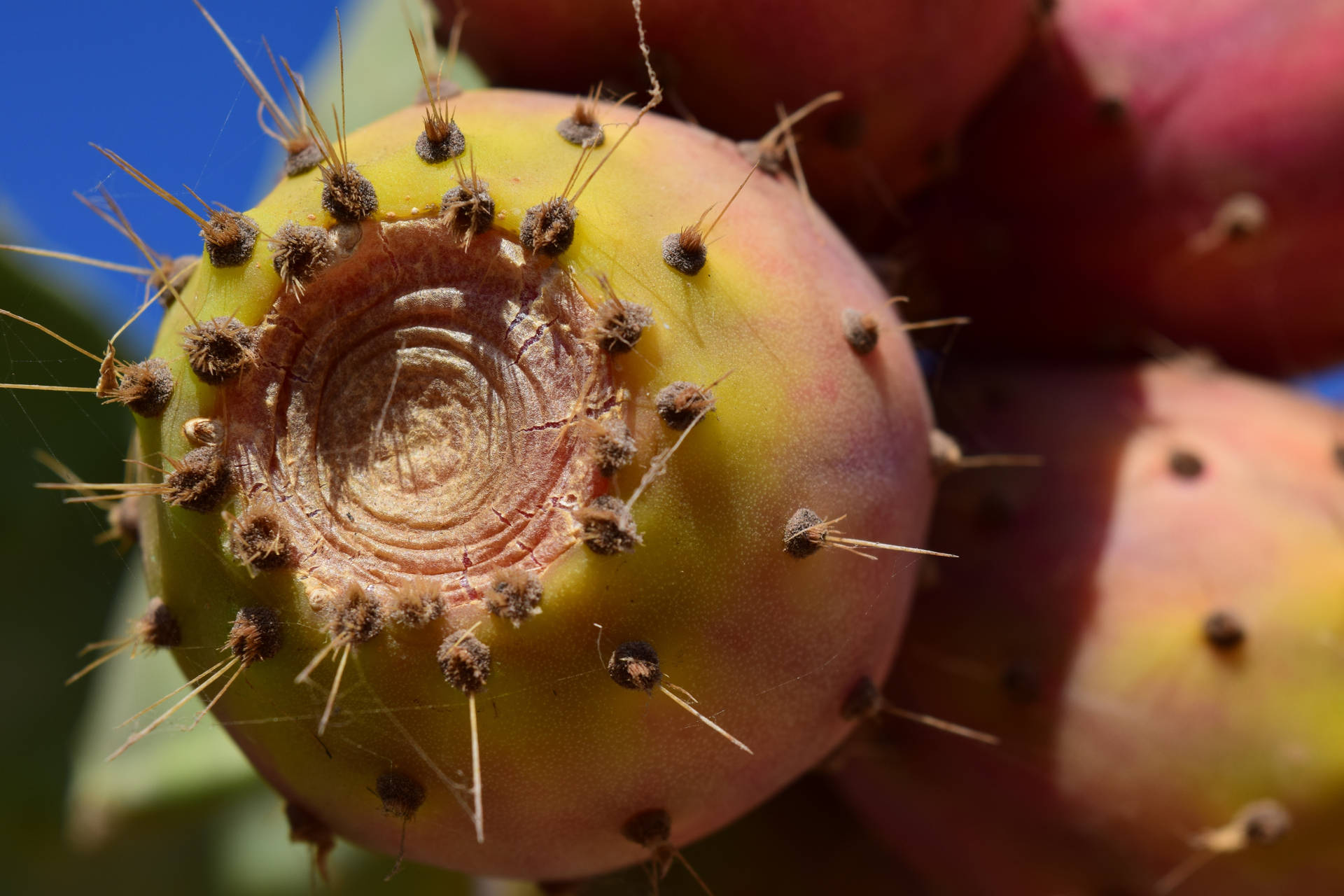 Exotic Beauty Of The Prickly Pear Cactus