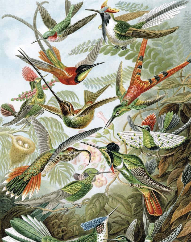 Exotic Birds Flying [wallpaper] Background