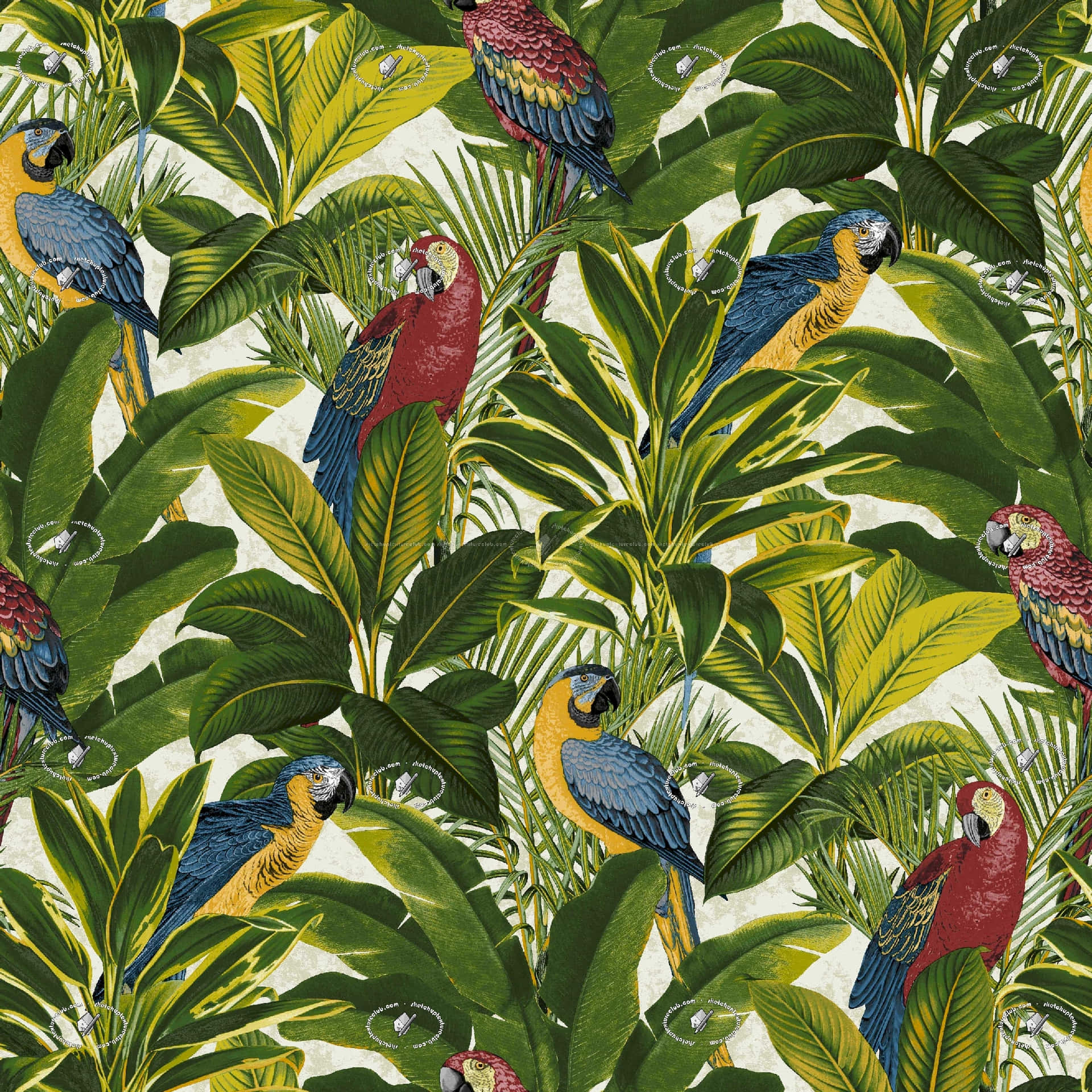 Exotic Colorful Birds [wallpaper] Background