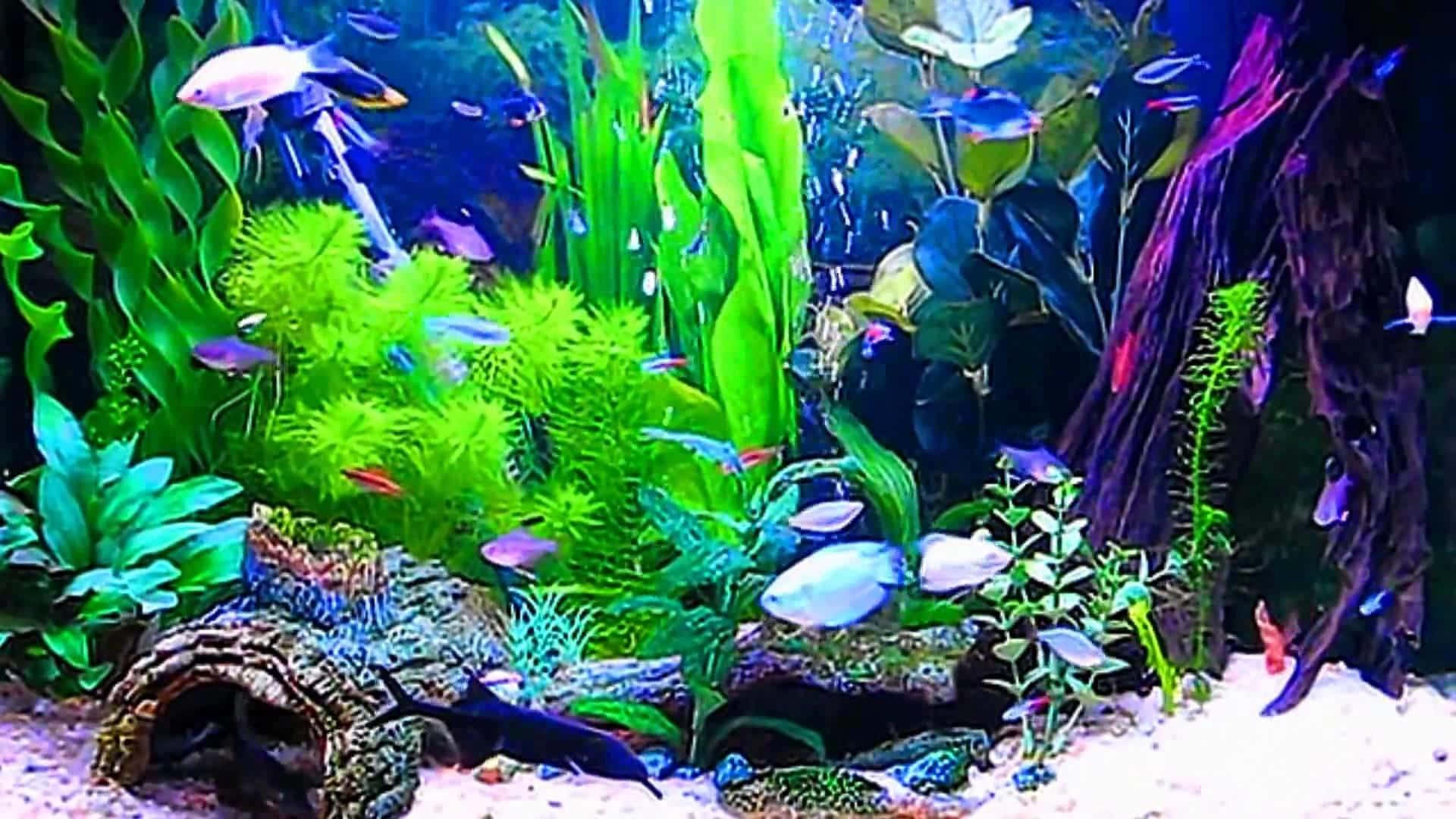 Exotic Fish Swimming In A Crystal Clear Aquarium Background