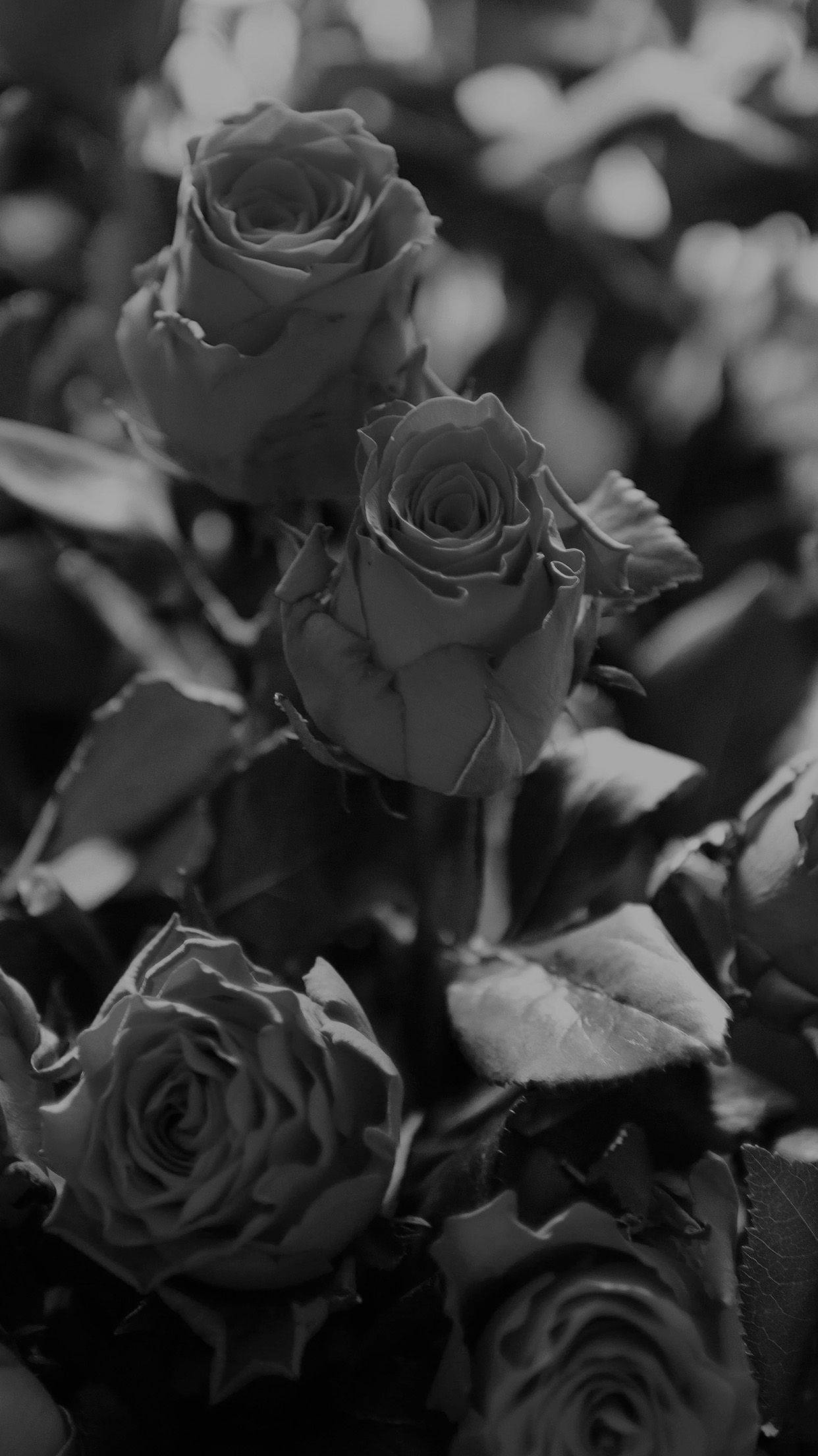 Exotic Flower Black Rose Iphone Background