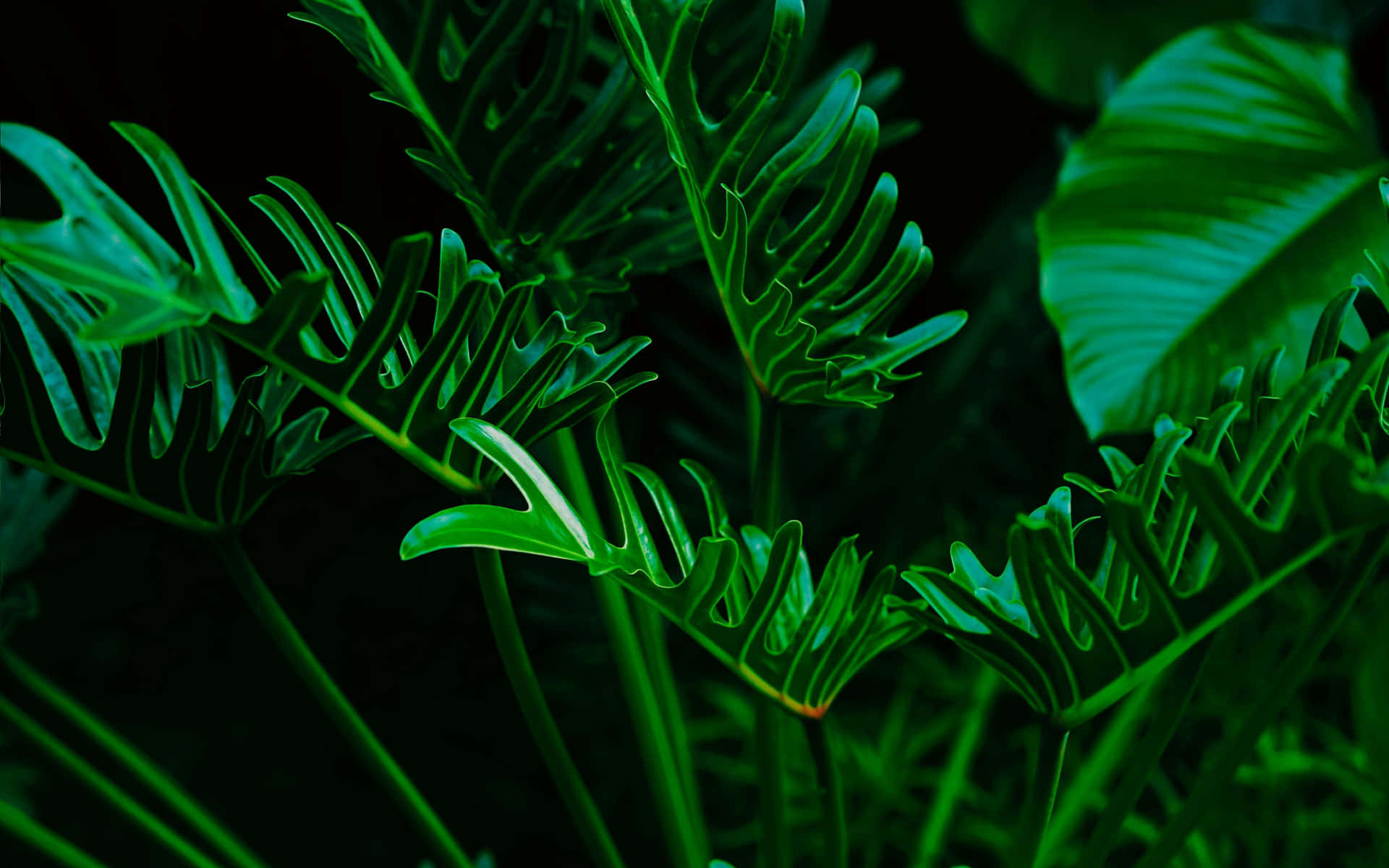 Exotic Green Leaves [wallpaper] Background
