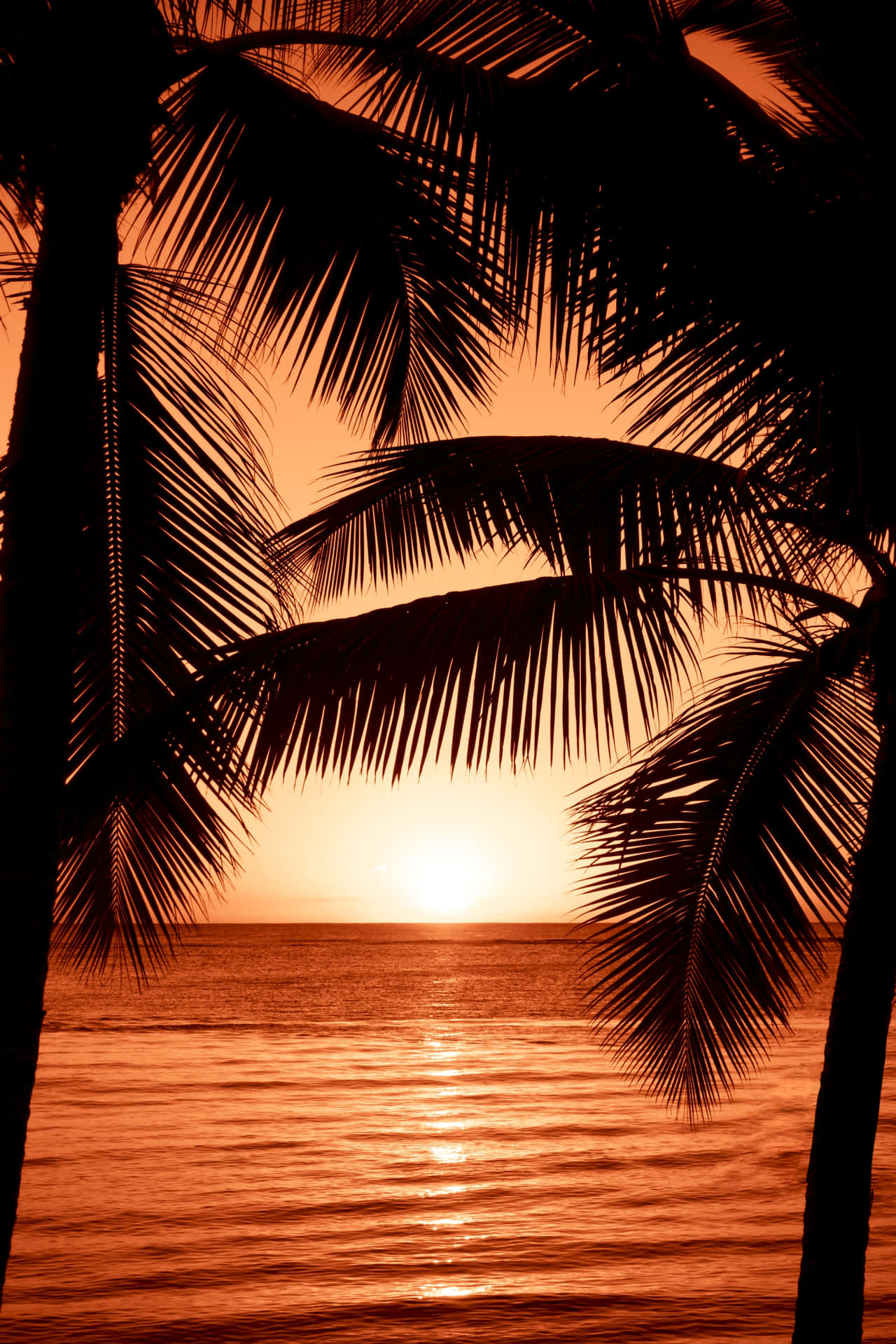 Exotic Palm Tree Sunset [wallpaper] Background