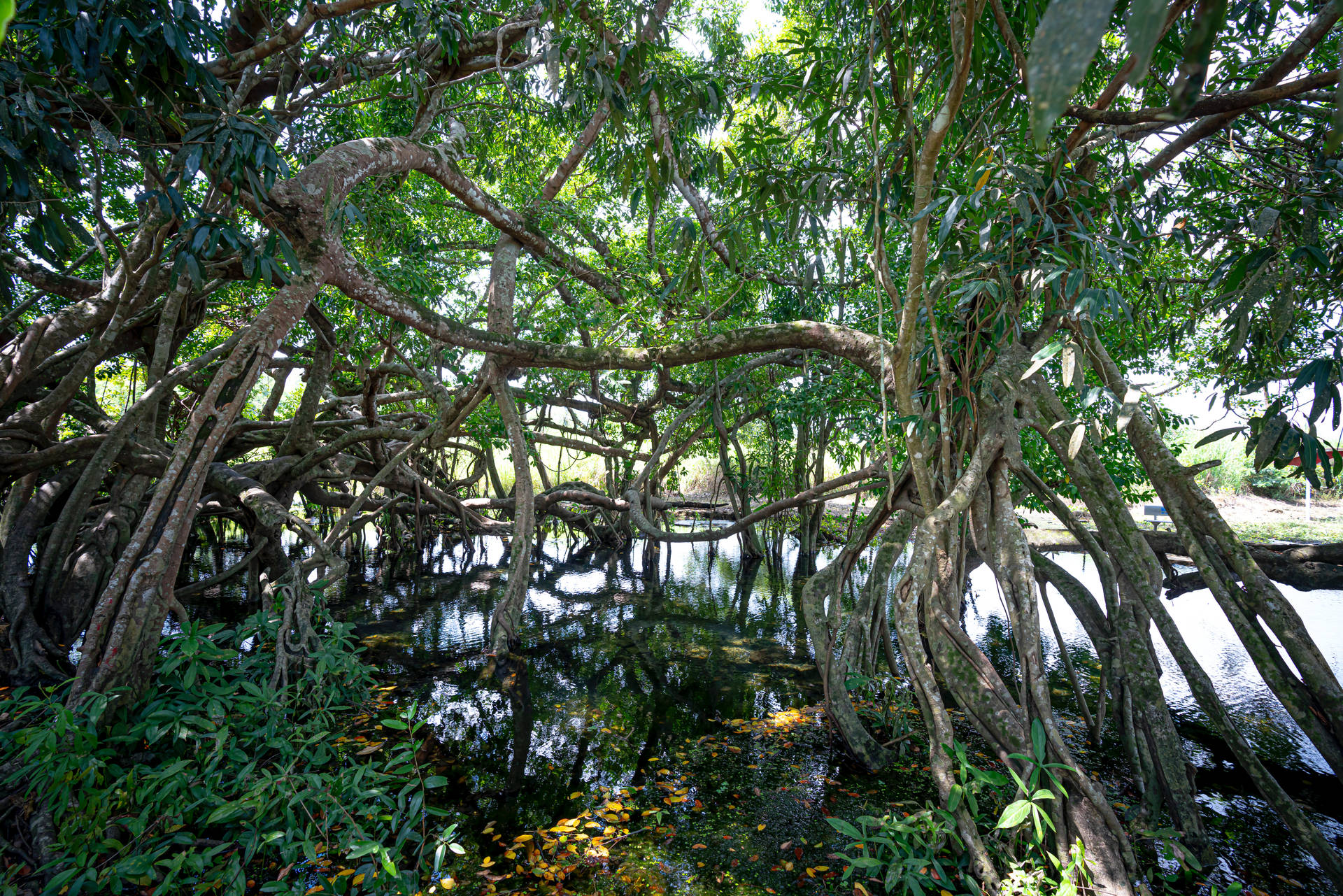 Exotic Rainforest Trees Background