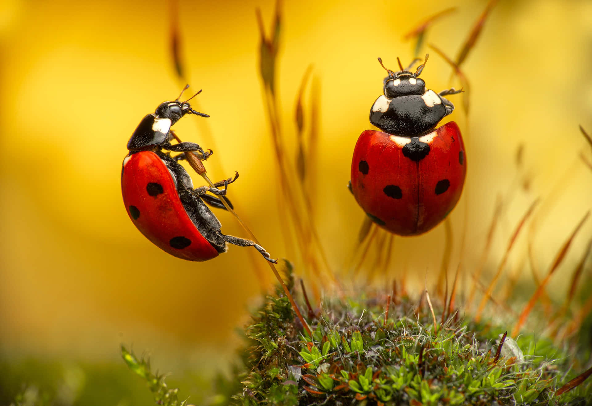 Exotic Red Insects In Natural Habitat Background