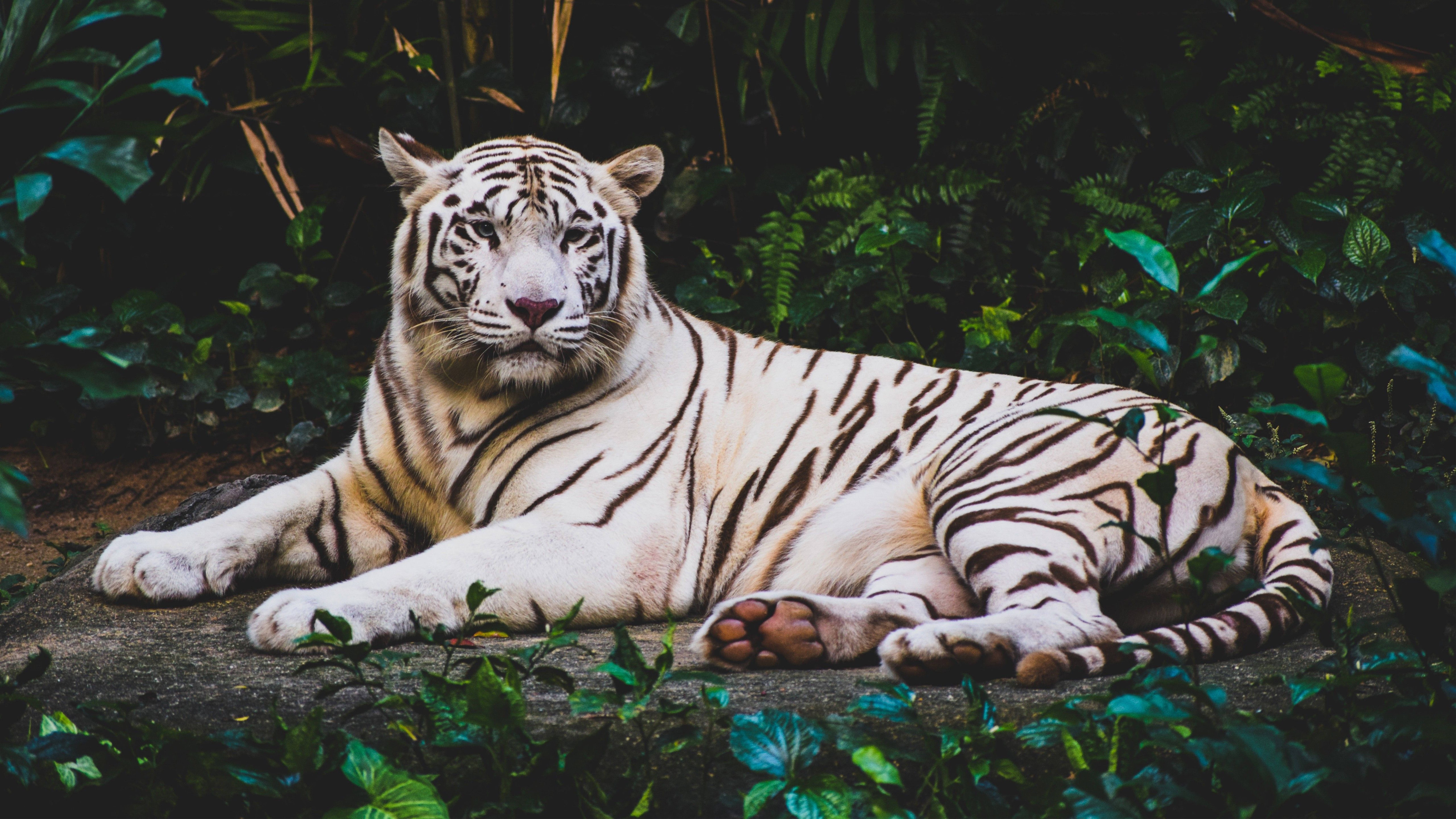 Exotic White 8k Tiger Uhd