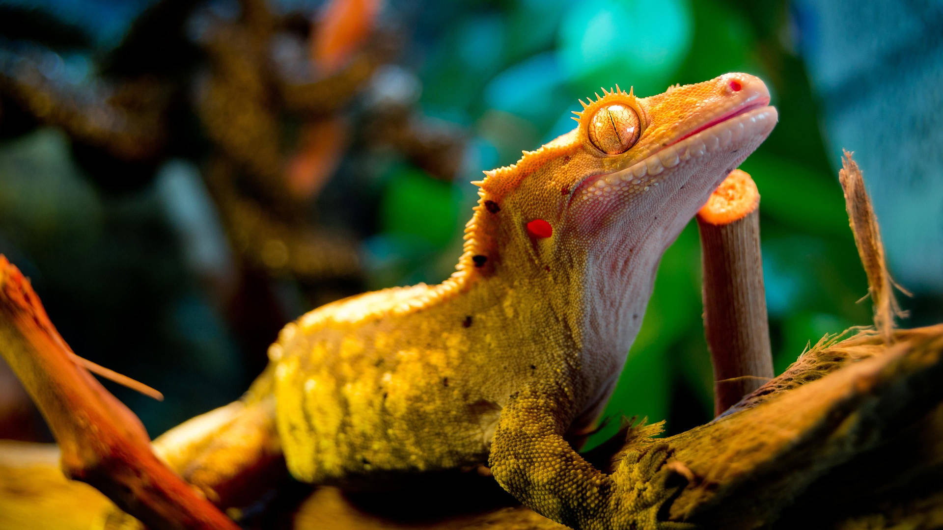 Exotic Yellow-crested Gecko Captured In Close-up