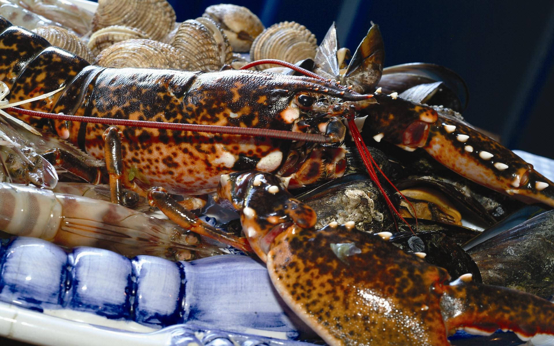 Expensive Calico Lobster Photograph Background
