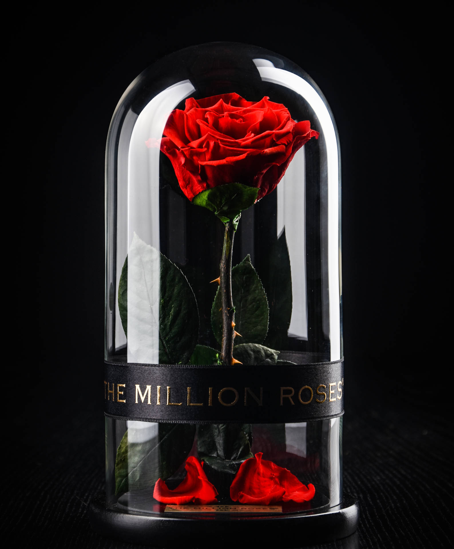 Expensive Looking Beauty And The Beast Rose