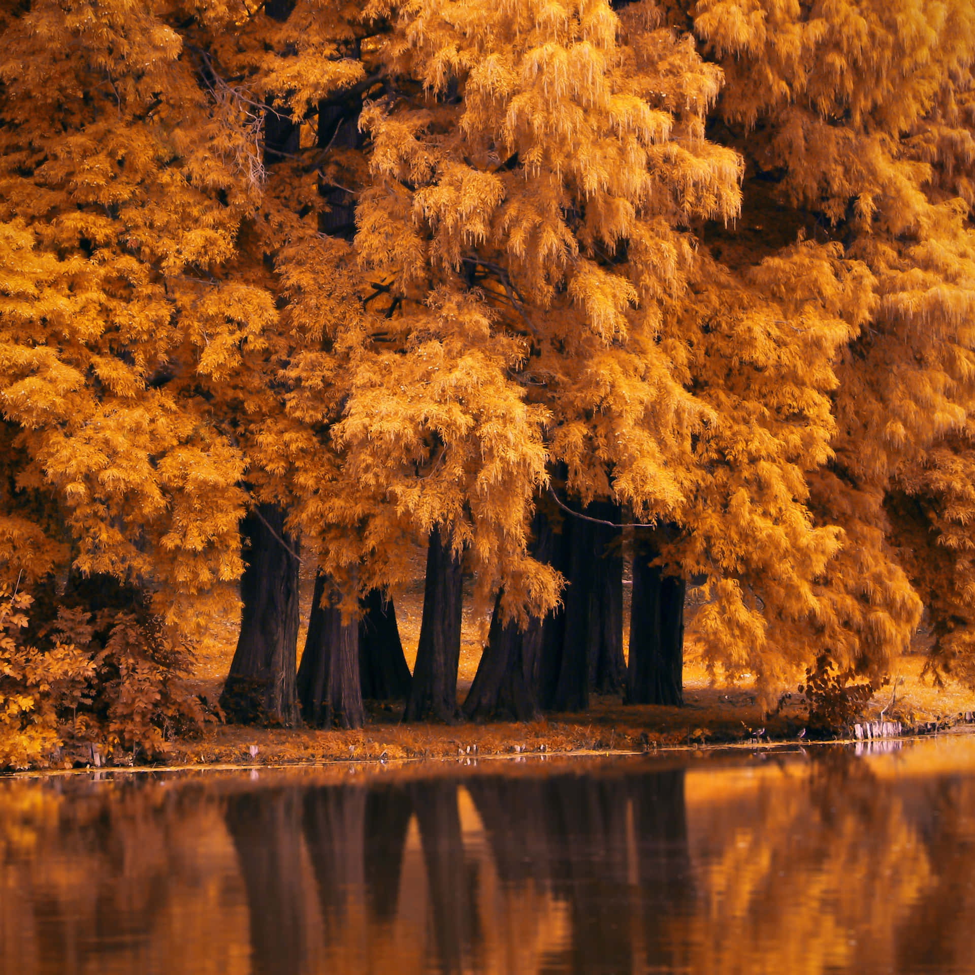 Experience A Beautiful Autumn With A Handheld Companion Background