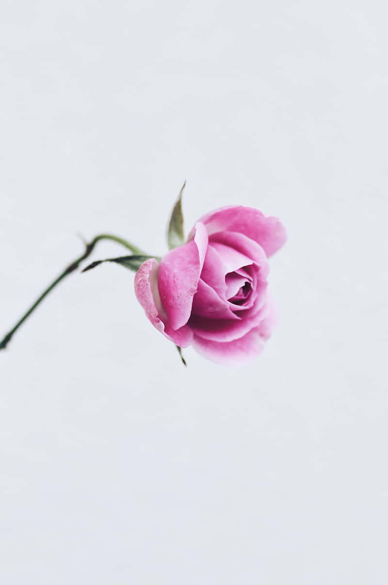 Experience A Beautiful Blend Of Style And Elegance With The Light Pink Floral Iphone Wallpaper. Background