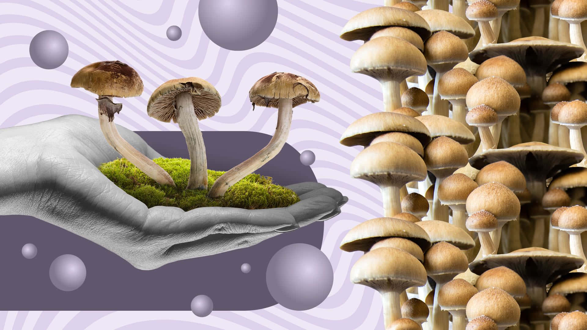 Experience A Colorful Mushroom Journey Background